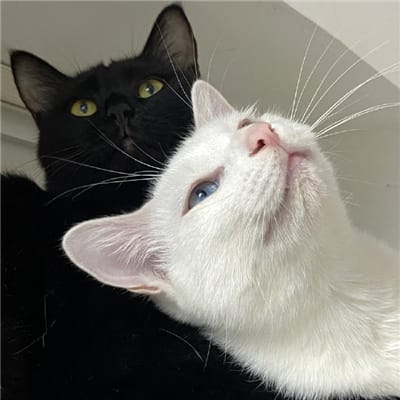 خُجلی فیملی avatar